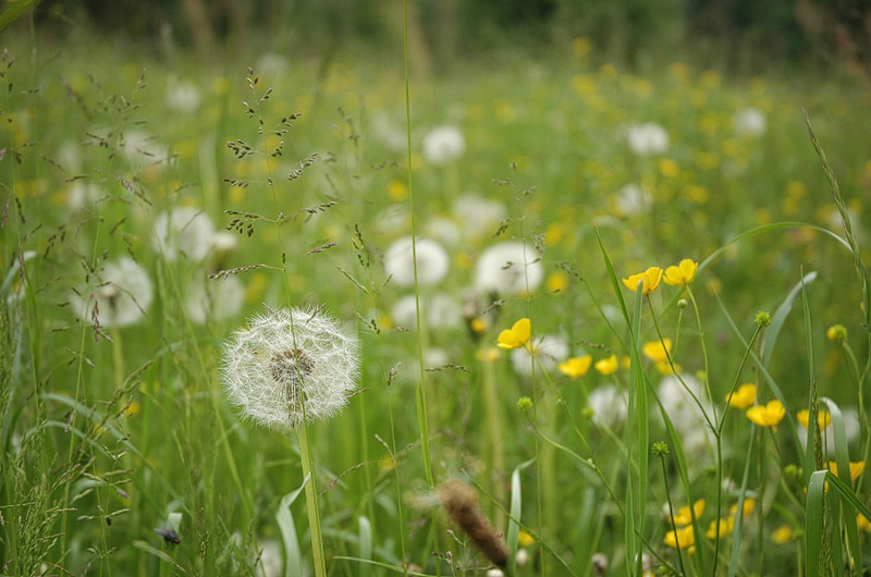 Sommerwiese