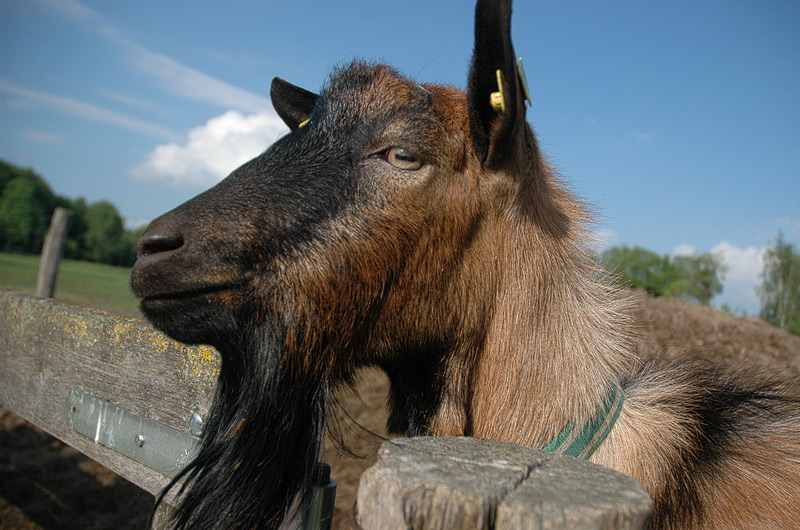 Ziegenbart am Bock