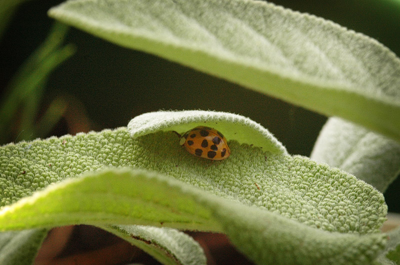 Schutzsuchender Marienkäfer