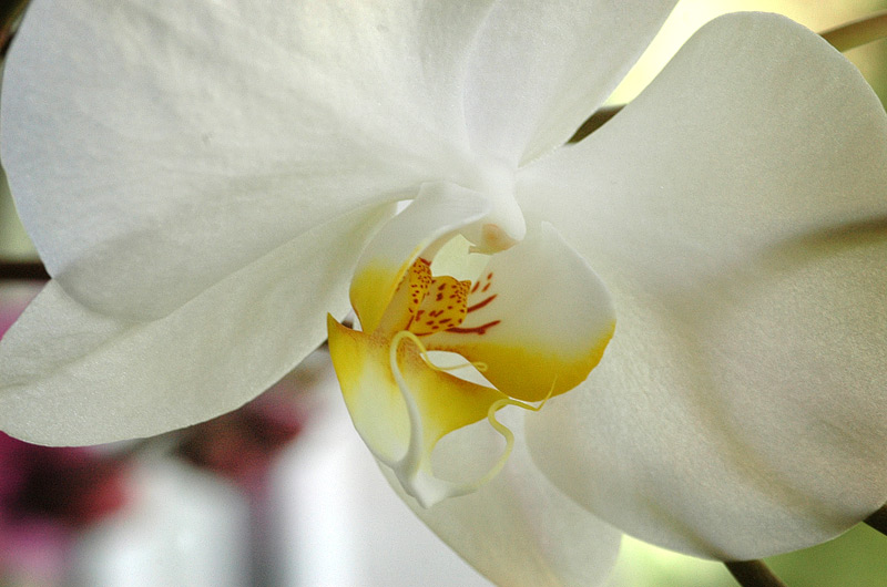 Orchideen-Mama