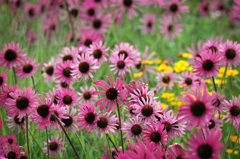 Sonnenhut (Echinacea)