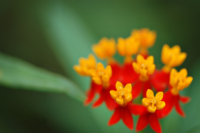 Krönung der Blüten