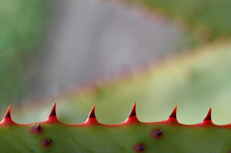 Aloe-Drachen