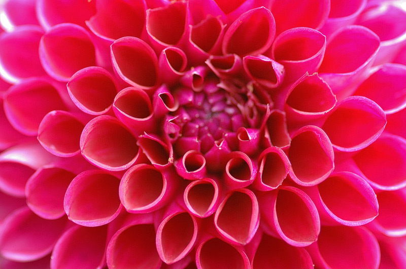 Dahlien-Explosion Dahlien-Explosion