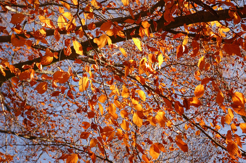 Herbstblätter