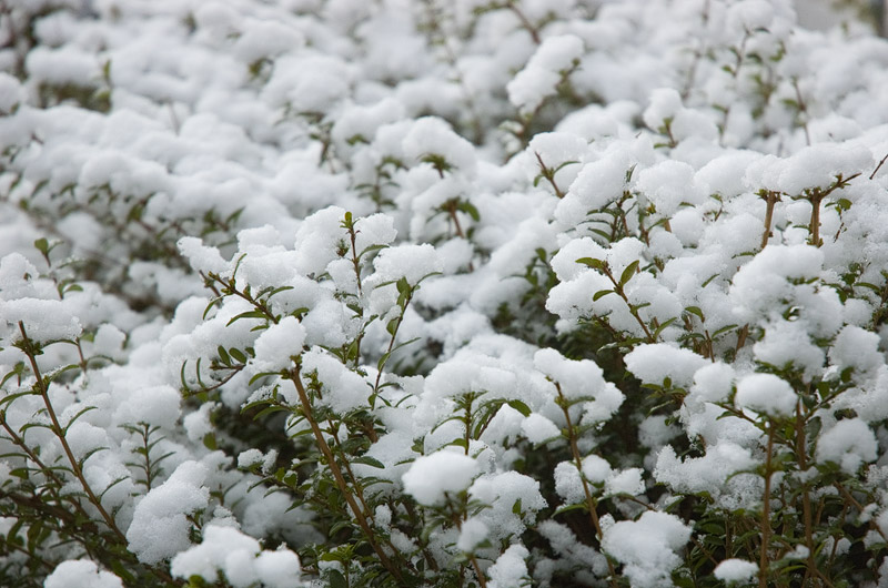 Schneehäubchen