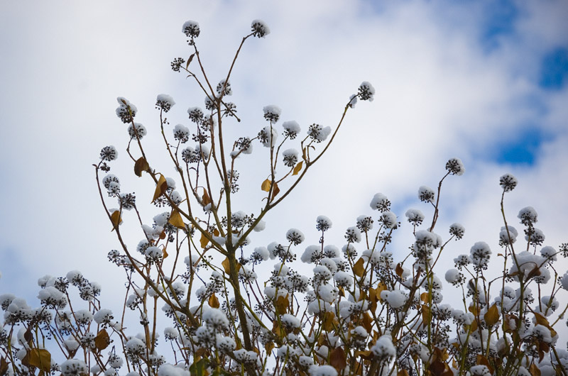 Schneetentakel