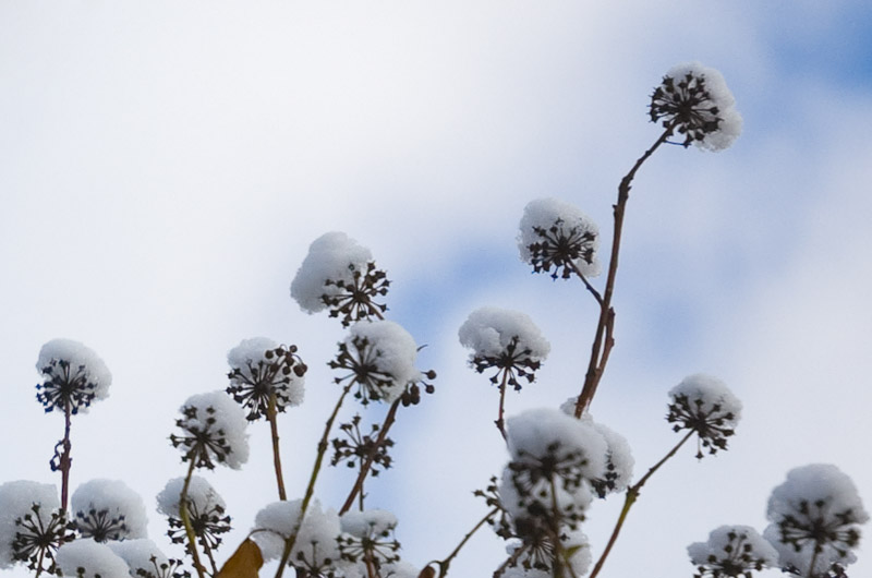 Schneetentakel näher