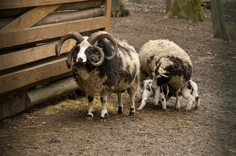 Die Vierhornfamilie