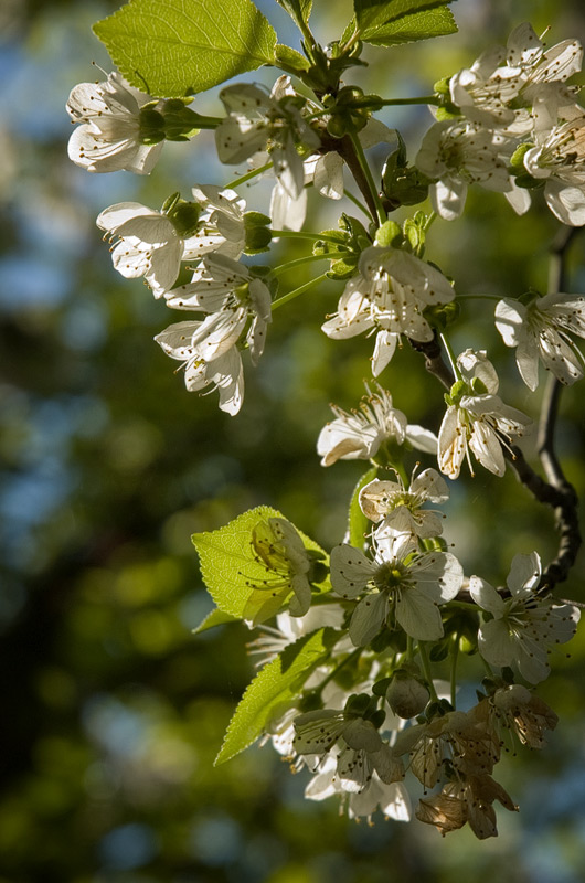 Apfelblüten