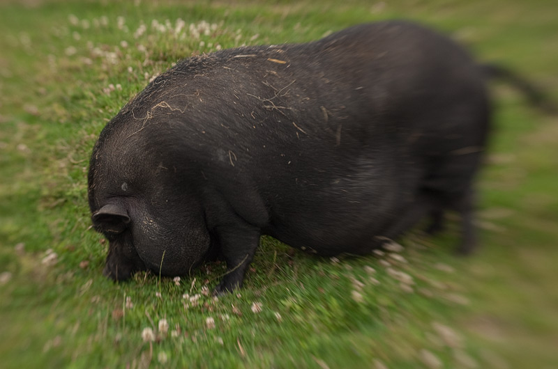 Hängebauschwein