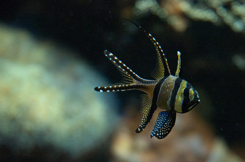 Gabelfisch Gabelfisch