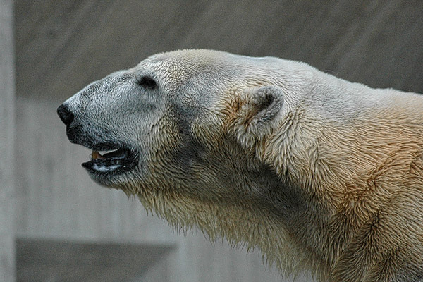 Eisbär