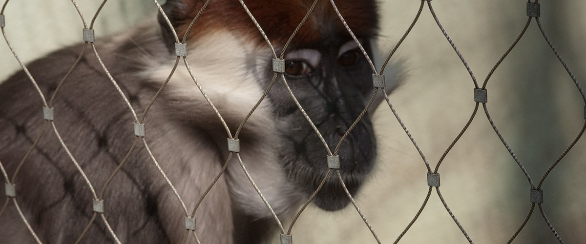 Hinter Gittern