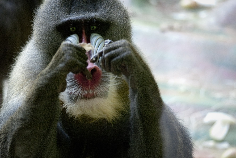 Mandrill