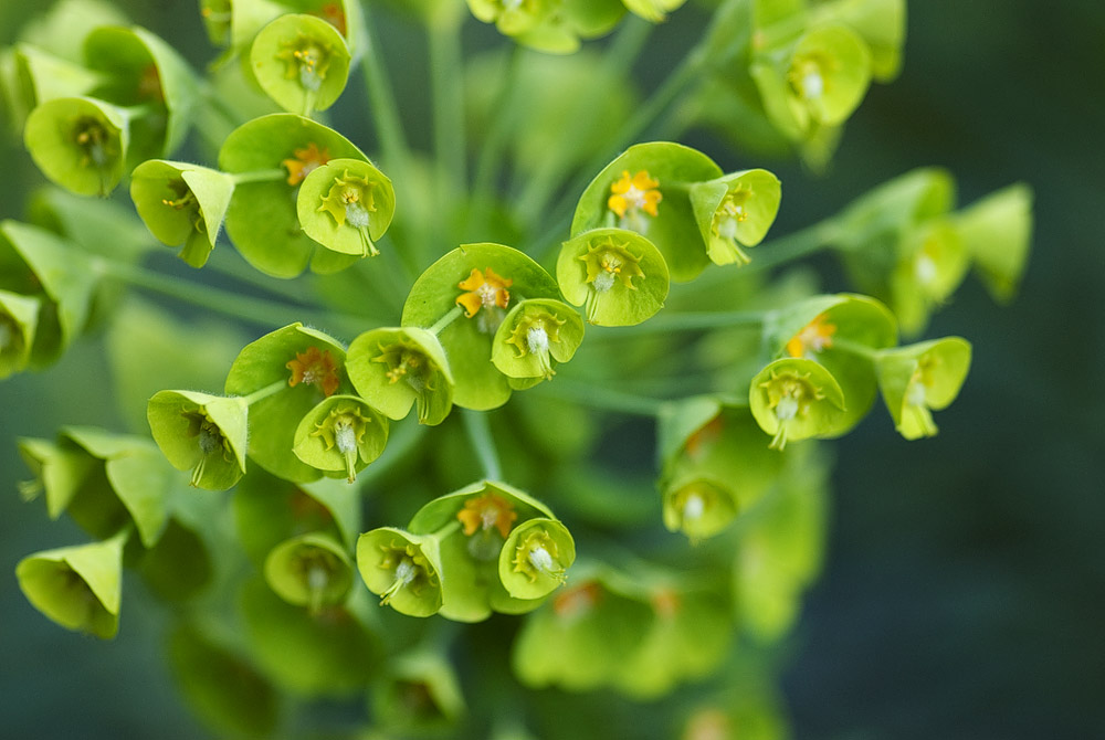 Grüne Blüten