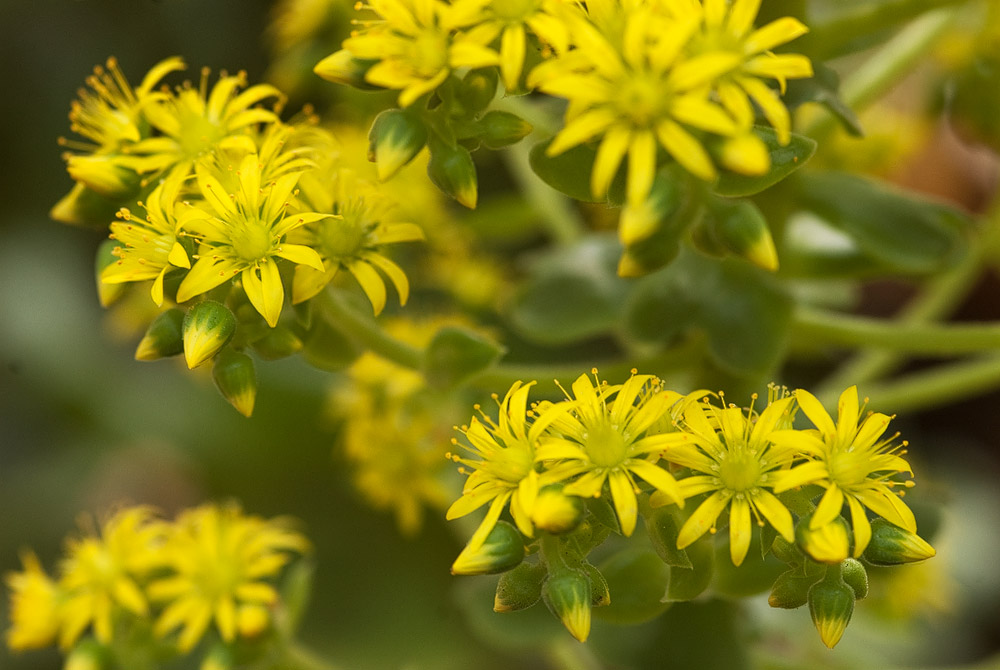 Gelbe Blüten