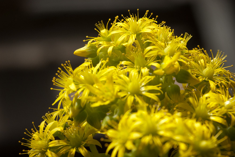 Gelbe Blüten auf Schwarz