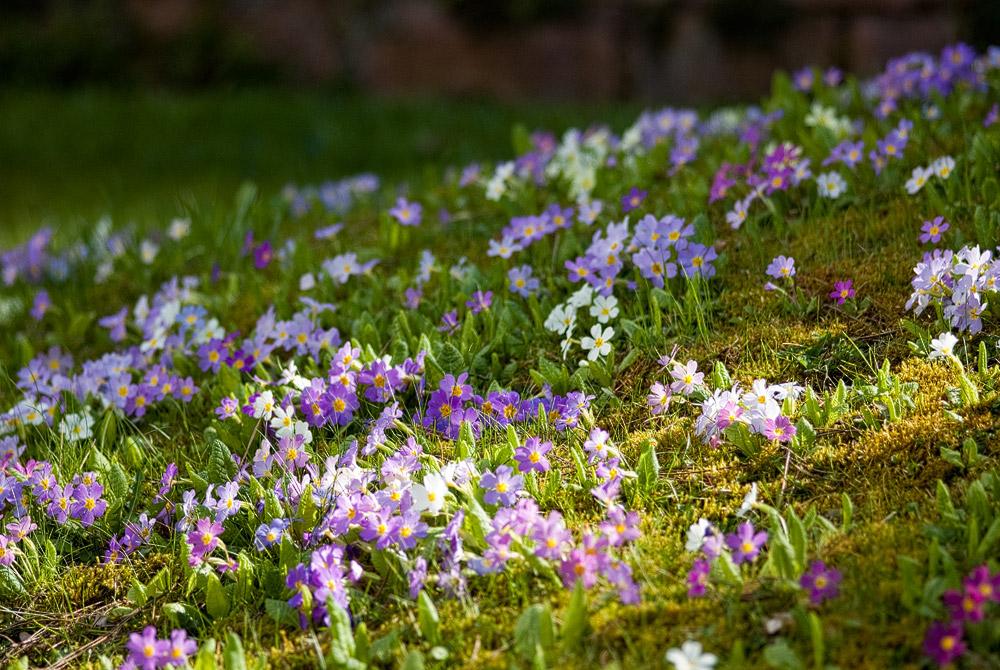 Blüten im Sonnenstrahl