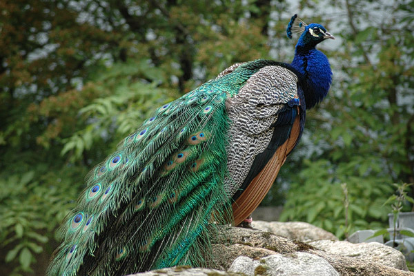 Pfau