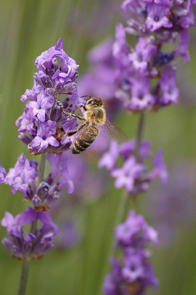 Biene auf einer Blüte