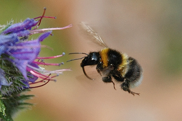 Hummel im Landeanflug