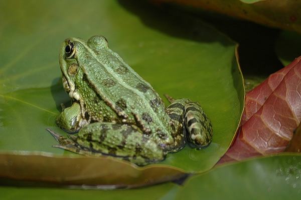 Frosch III