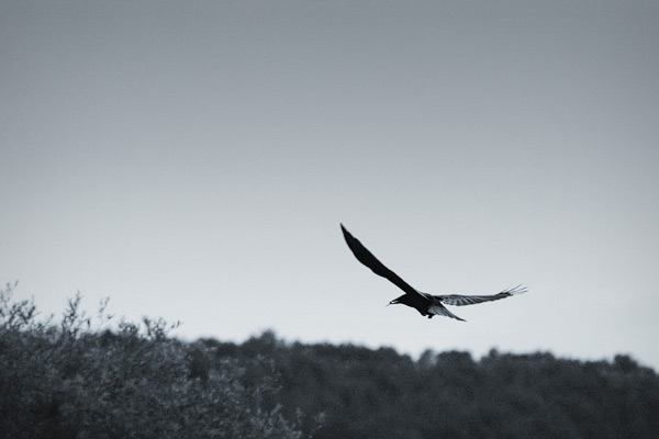 Rabenkrähe im Flug