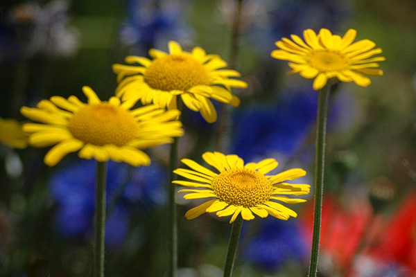 Bunte Blumen