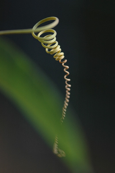 Grüne Spirale