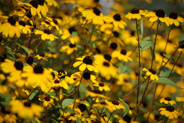 Gelbe Blumen