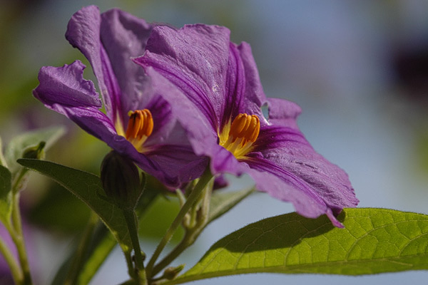 Violette Blüte