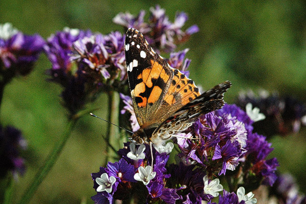 Schmetterling