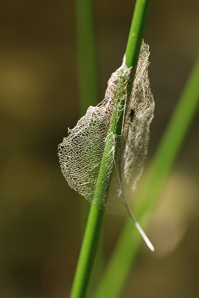 Getrocknetes Blatt