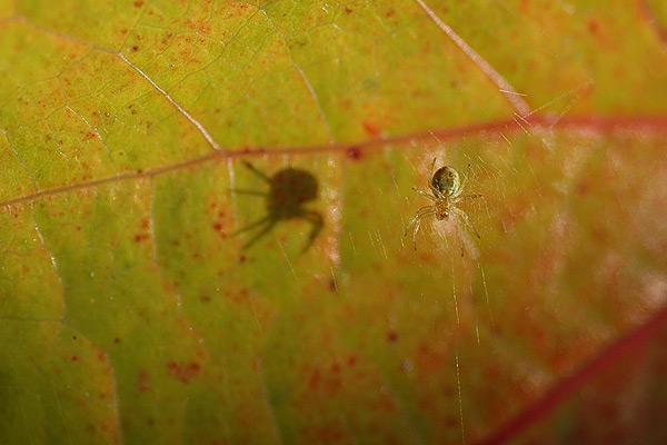 Schatten der Spinne