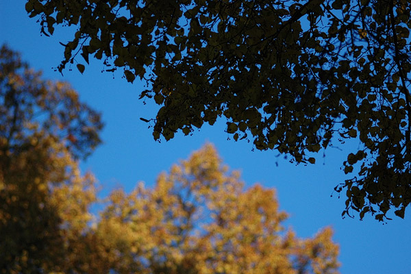 Herbstblätter