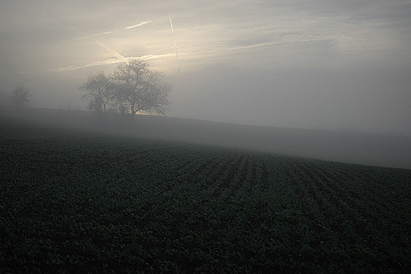 Baum im Nebel