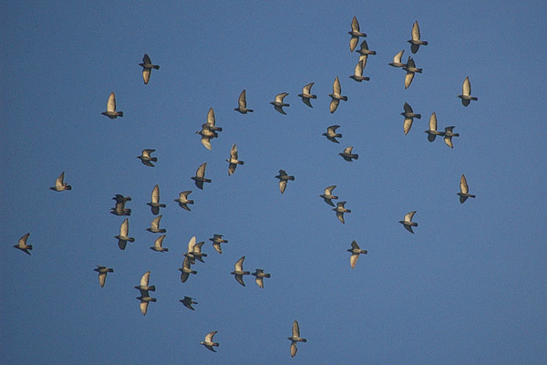 Vogelschwarm II