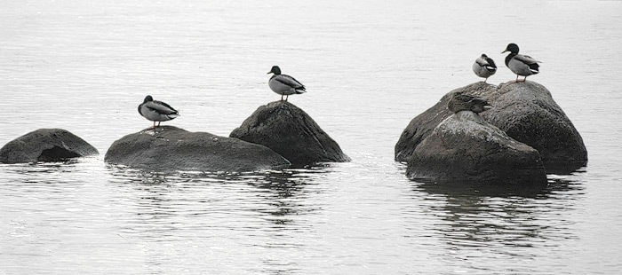 Enten ruhen sich aus