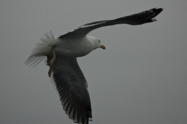 Fliegende Möwe