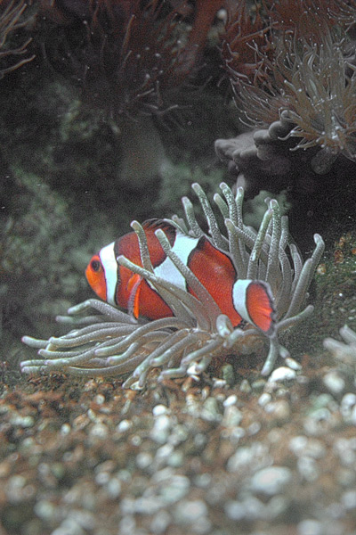 Nemo in der Anemone