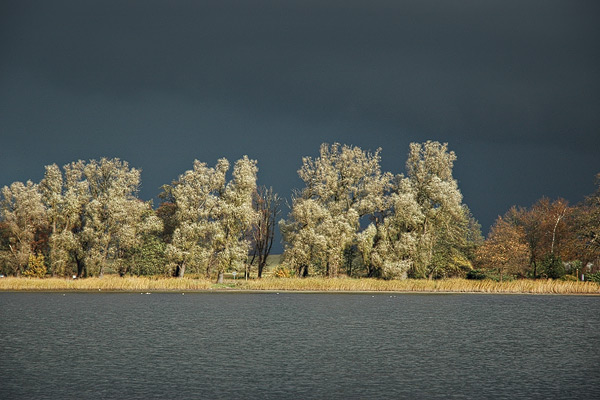 Bäume am Ufer