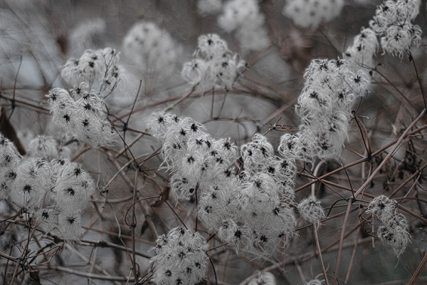 Flauschige Samen II