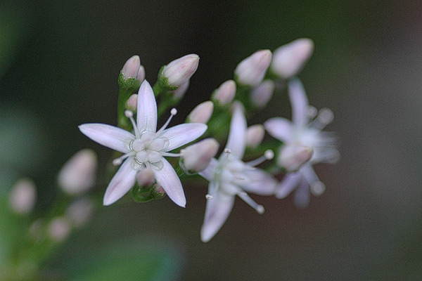 Blümchen