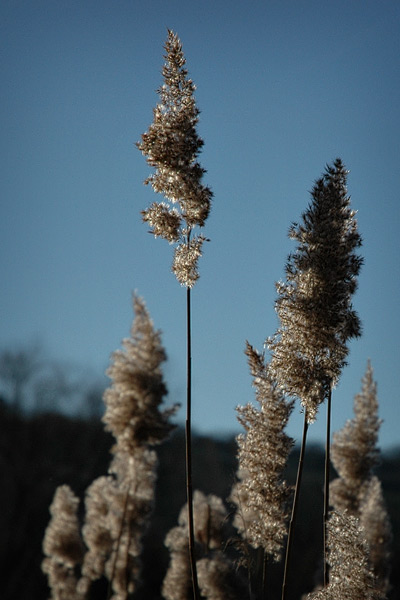 Grasblüten