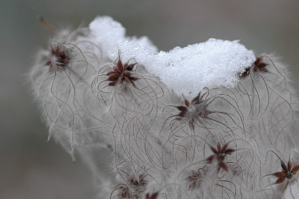 Schnee auf flauschigen Samen