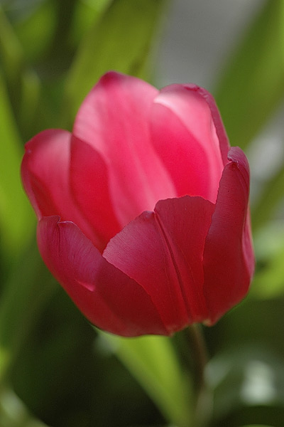 Tulpe