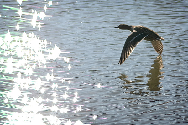 Flügelspitzen streifen das Wasser