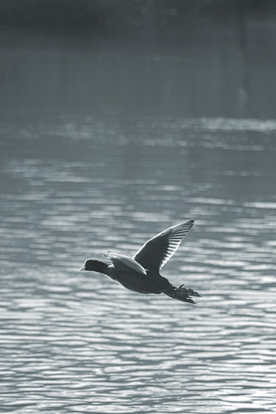 Haubentaucher im Flug