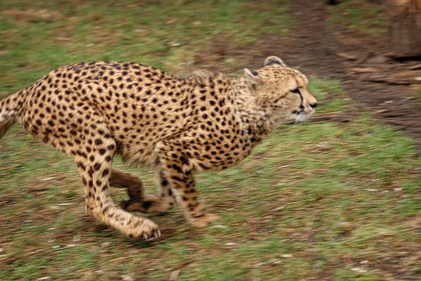 Gepard II